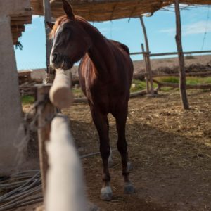 Balade à Cheval Ecotourisme Maroc