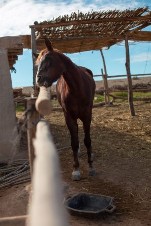 Balade à Cheval Ecotourisme Maroc