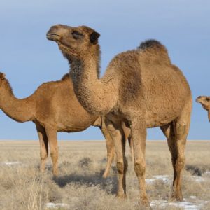 Balade dos Dromadaire desert Agafay Marrakech Terre des Etoiles