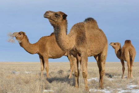 Balade dos Dromadaire desert Agafay Marrakech Terre des Etoiles