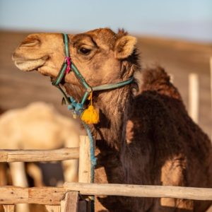 Balade dos Dromadaire desert Agafay Marrakech Terre des Etoiles