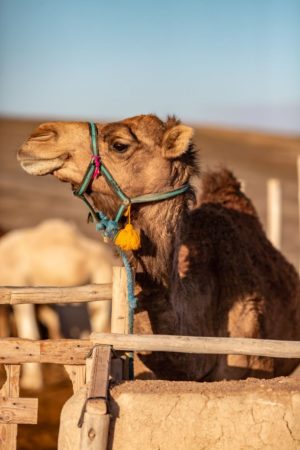 Balade dos Dromadaire desert Agafay Marrakech Terre des Etoiles