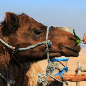 Balade dos Dromadaire desert Agafay Marrakech Terre des Etoiles