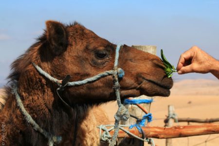 Balade dos Dromadaire desert Agafay Marrakech Terre des Etoiles