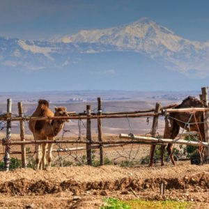 Balade dos Dromadaire desert Agafay Marrakech Terre des Etoiles