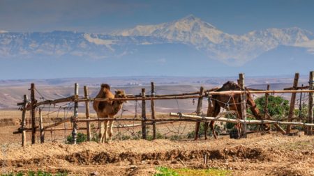 Balade dos Dromadaire desert Agafay Marrakech Terre des Etoiles