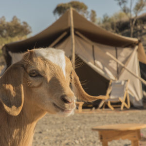 Tentes Ephémères Ferme El Irch Désert Agafay Maroc