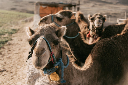 Balade dromadaire desert Agafay Marrakech Maroc