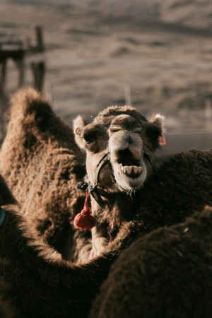 Balade dromadaire desert Agafay Marrakech Maroc