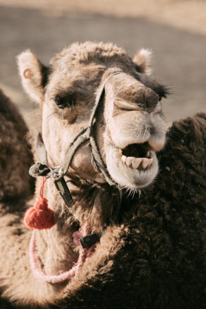 Balade dromadaire desert Agafay Marrakech Maroc