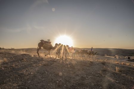 Balade dromadaire desert Agafay Marrakech Maroc