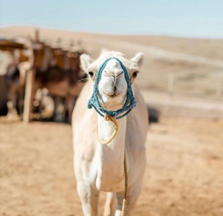 Balade dromadaire desert Agafay Marrakech Maroc