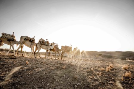 Balade dromadaire desert Agafay Marrakech Maroc