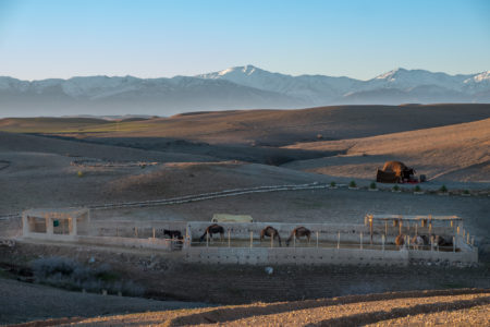 Balade dromadaire desert Agafay Marrakech Maroc