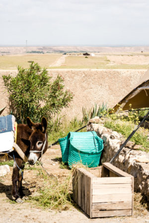 Eco camp Desert Agafay